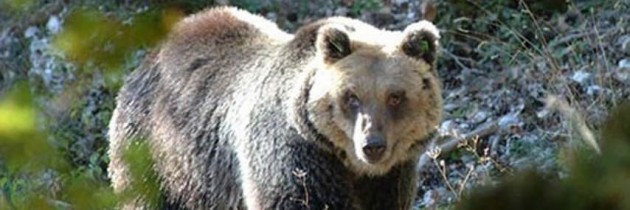 Un appello per l’Orso bruno marsicano