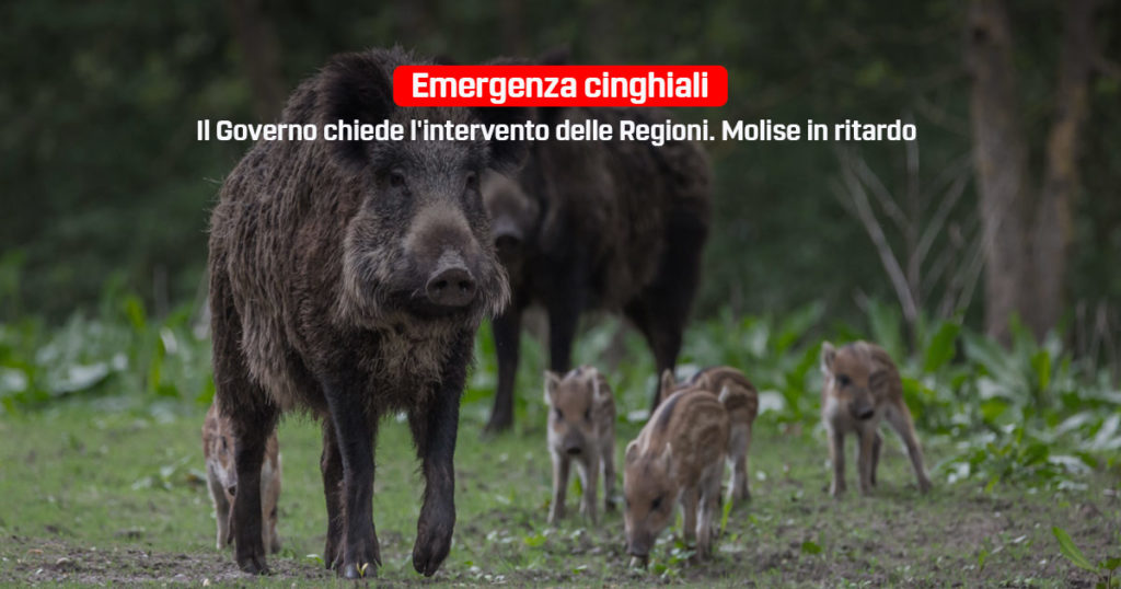 emergenza cinghiali, Molise in ritardo