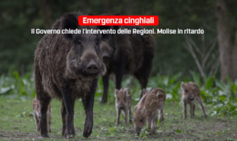 emergenza cinghiali, Molise in ritardo