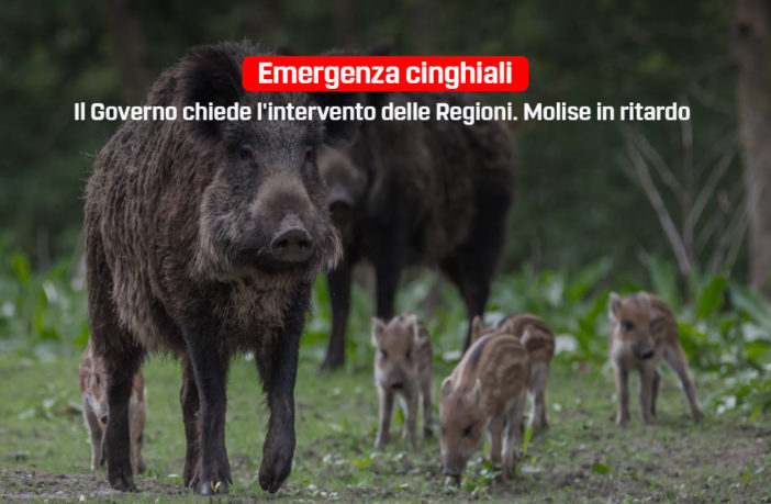 emergenza cinghiali, Molise in ritardo