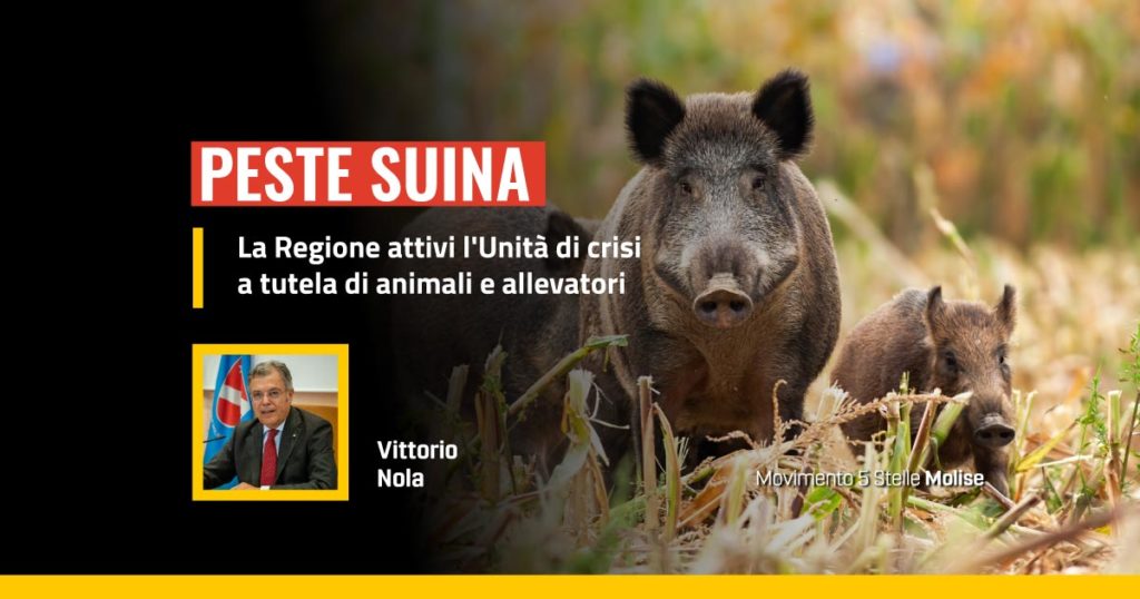 Peste suina, emergenza anche in Molise, allevatori e agricoltori