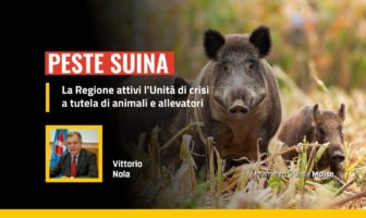 Peste suina, emergenza anche in Molise, allevatori e agricoltori