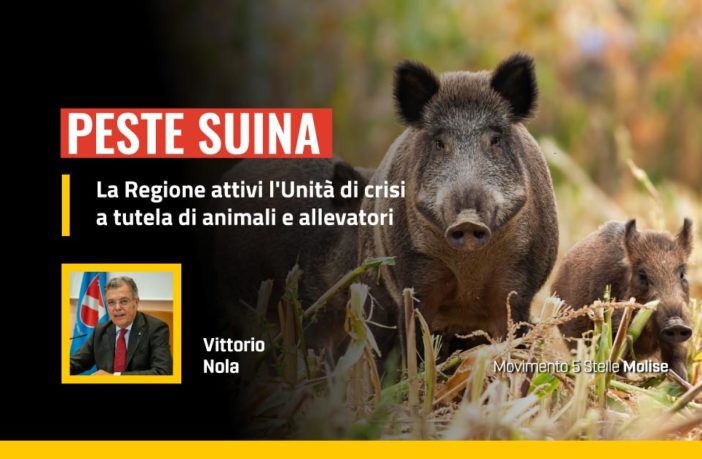 Peste suina, emergenza anche in Molise, allevatori e agricoltori