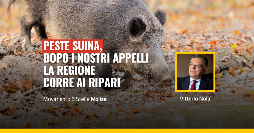 Peste suina in molise, la situazione rischia di peggiorare