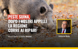 Peste suina, dopo i nostri appelli la Regione corre ai ripari Peste suina in molise, la situazione rischia di peggiorare