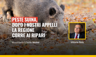 Peste suina in molise, la situazione rischia di peggiorare