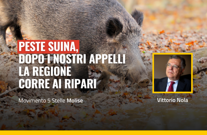 Peste suina in molise, la situazione rischia di peggiorare